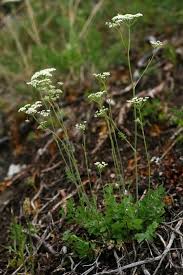Image result for Pimpinella robynsii