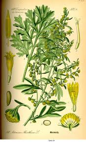 Artemisia Dracunculus Tarragon ترخون یا تلخون Artemisia Dracunculus گیاهی پایا به ارتفاع ۳۰ سانتیمتر تا یک متر است و دارای برگ Botanica Hierbas Plantas