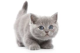 Find local british shorthair in cats and kittens in the uk and ireland. British Pacific Cattery