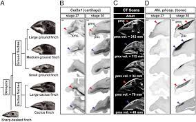 When a single male finch from a different species known as the large cactus finch arrived at the island in 1981, it proceeded to mate with one of the native finches, a medium ground finch, and produced offspring. Two Developmental Modules Establish 3d Beak Shape Variation In Darwin S Finches Pnas