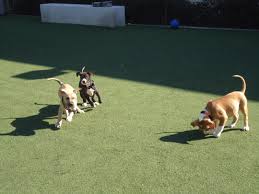 Imperial county (imp) inland empire, ca (inl). San Diego Humane Society Partners With Pet Stores To Adopt Out Healthy Animals Jms Reports