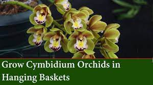 How To Grow Cascading Cymbidium Orchids In Hanging Baskets Youtube Cymbidium Orchids Orchids Orchid Care