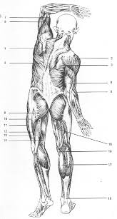 Updated muscle illustrations in color to help you identify and remember them ; Muscles Dos En Action Anatomy Coloring Book Medical Anatomy Human Anatomy And Physiology