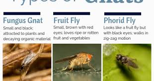Check spelling or type a new query. Why Do I Suddenly Have Gnats In My House House Poster