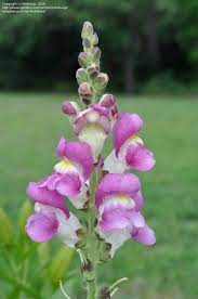 Snapdragons Are A Great Annual For A Child S Garden I Remember Making The Flower Faces Talk They Are Snapdragon Flowers Flower Garden Purple Flowers Garden