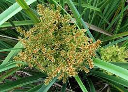 Image result for Cyperus dives
