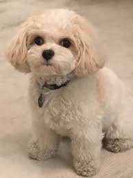 Cavapoo puppies for sale and dogs for adoption in michigan, mi. Cavapoo And Cavachon Puppies For Sale Foxglove Farm Foxglove Farm