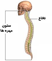 نتیجه تصویری برای سیستم عصبی بدن - نخاع