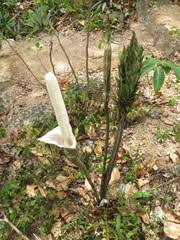 Image result for Gonatopus