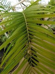 Image result for Gaussia maya