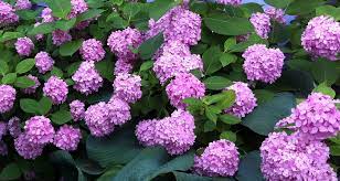 Hydrangeas are well known for their large, colorful blossoms, and can be found growing in many areas of the world. Garden Soil Ph Blue Hydrangeas And Unhappy Azaleas