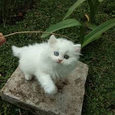 Apalagi jika kita melihat antusiasme pecinta kucing. Lucu Harga Anak Kucing Anggora