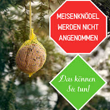 Meisenknodel Werden Nicht Angenommen Was Tun Gartendialog De Meise Vogel Im Winter Knodel