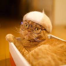 This Photographer And His Wife Create Hats For Their Cats Out Of Their Cats Shed Fur Cat Hat Cat Shed Cat Care