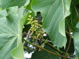 Image result for Macaranga kilimandscharica