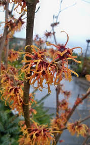 Image result for Hamamelis mollisi