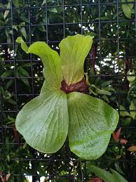 Image result for Platycerium elephantotis