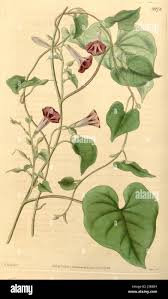 Image result for Ipomoea fulvicaulis