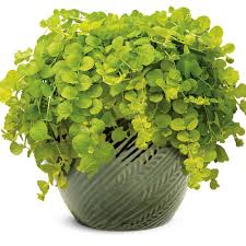Image result for Lysimachia