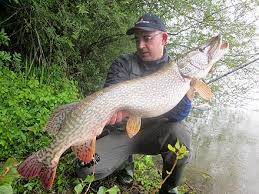 Northern Pike Wikiwand