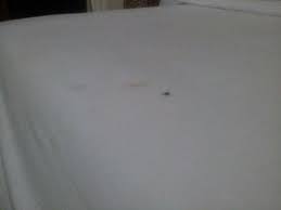 Existen varios métodos para hacerlas en casa y obtener buen resultado con un coste mínimo. Mouse Shit Cacca Di Topo Picture Of The Wira Senggigi Tripadvisor