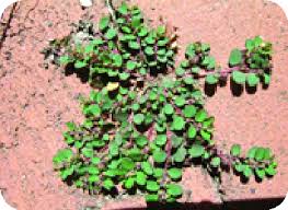Image result for Euphorbia chevalieri