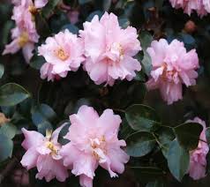 Image result for Camellia