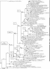 Image result for Carex mildbraediana