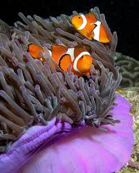 Entre sus nombres más comunes, anémona de bosque , flor del viento, olor de zorro y botón de inglaterra. Poisson Clown Wikipedia