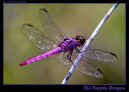 Black And Purple Dragonfly The Purple Dragon By Mormullins On Deviantart Dragonfly Photography Dragonfly Wall Art Purple