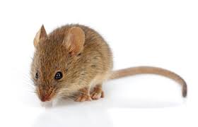 Rodents are an important food source for birds of prey, snakes, dingoes and other predators. What Kind Of Mouse Is In My House Earthkind