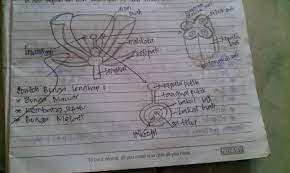 Fakta fakta unik dan menarik tentang bunga mawar segala fakta via indrasmansamapin.blogspot.com. Bunga Lengkap Pengertian Dan Penjelasannya Science Booth
