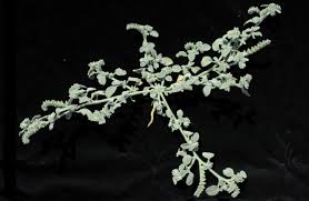 Image result for Heliotropium supinum