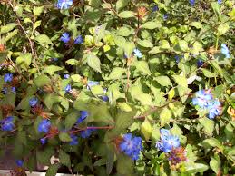 Image result for Ceratostigma griffithii