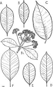 Image result for Syzygium niassense