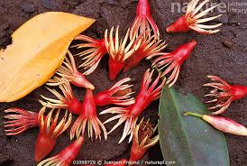 Image result for Rhizophoraceae
