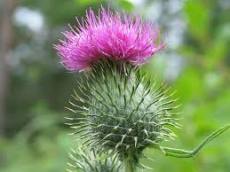 Image result for Cirsium  buchwaldii