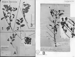 Image result for Phyllanthus reticulatus