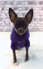 In primis prendete le misure dei vostri cani e usate un cartamodello per la prova. Bubadog Maglioncino Cane Purpureo Fatto A Mano Cappottino Per Cani Su Misshobby