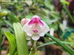 Image result for Polystachya vulcanica