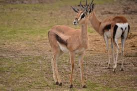 See gazelle stock video clips. Gazelle Memphis Zoo Gazelle Places To Go