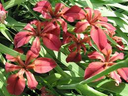 Image result for Nelsonia smithii