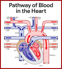 Cardiovascular System Anatomy And Physiology Study Guide