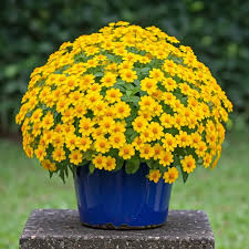 Image result for foto Vitálka