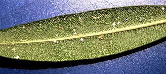 Image result for puklice na pokojových rostlinách obrázek