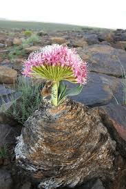 Image result for Boophone