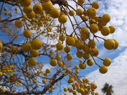 What is a chinaberry tree? Chinaberry Tree Fruit Agrilife Today