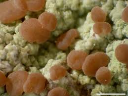 Image result for Pouchetia baumanniana