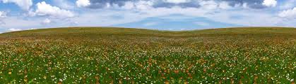 Image result for kitulo national park