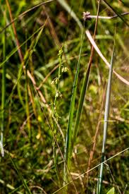 Image result for Isoglossa laxiflora